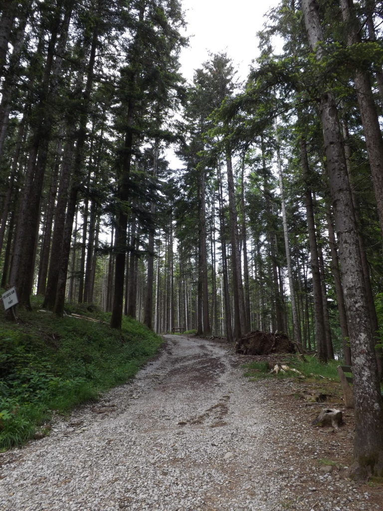 path through tall evergreen trees, Vallombrosa